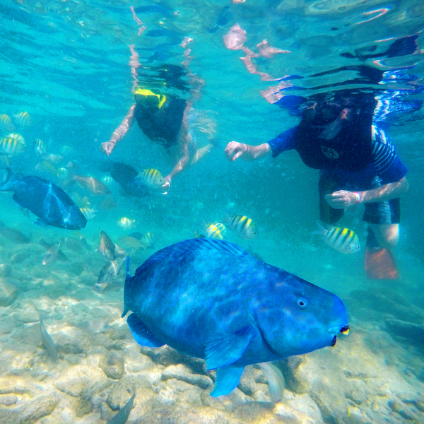 Snorkeling at Boca Catalina Beach