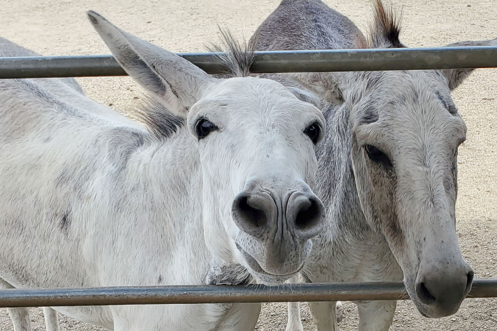 Donkeys in Aruba