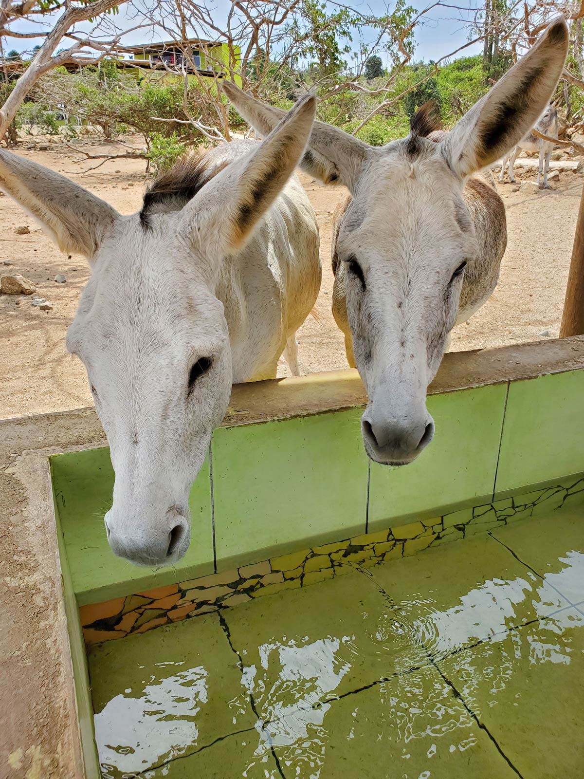 two donkeys leaning over a pool of water