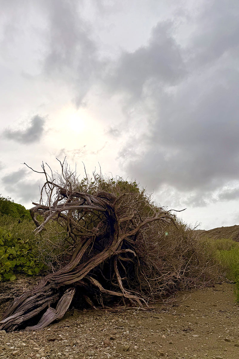 a tree with branches on a hill